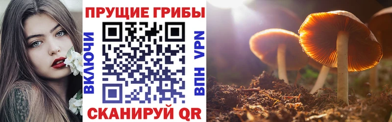 Купить  Моздок  Псилоцибиновые грибы Psilocybine cubensis 